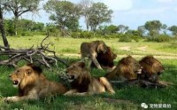 坏男孩联盟|独一无二的狮子品种 (坏男孩联盟纪录片全集普通话完整版免费观看)